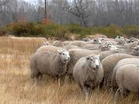 16.09.2013 La mortalidad de ovinos también llego a Cerro Chato