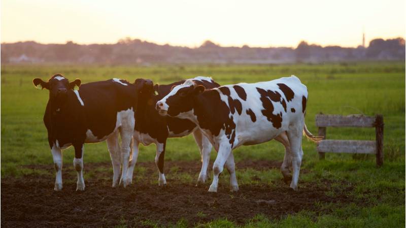 12.06.2023 Comienza la vacunación contra fiebre aftosa para bovinos nacidos en 2022 y 2023