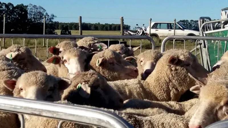 02.08.2023 Ciclo de charlas sobre lanas medias para criadores ovinos en Cerro Chato