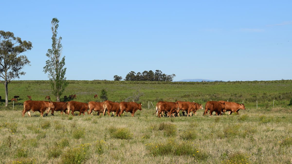 CNFR elaboró un audiovisual con consejos para productores sobre buenas prácticas ganaderas en primavera