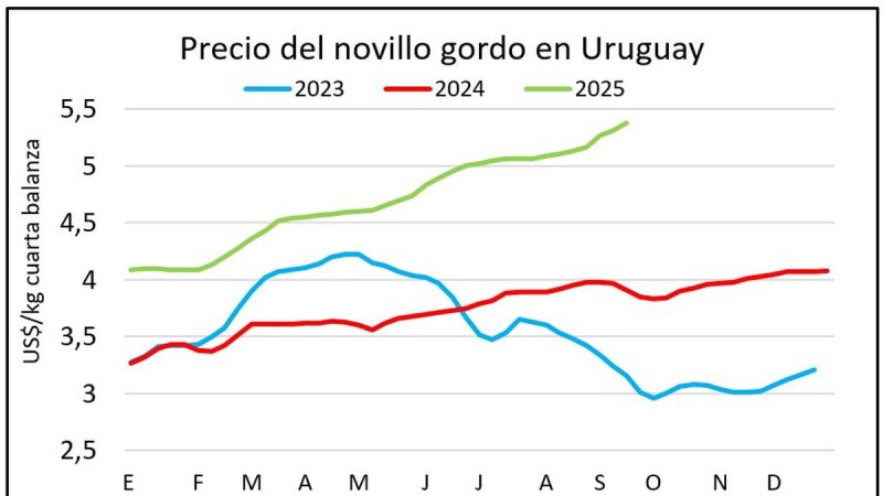 Precios de Novillos Rozan Récord Histórico de 2022