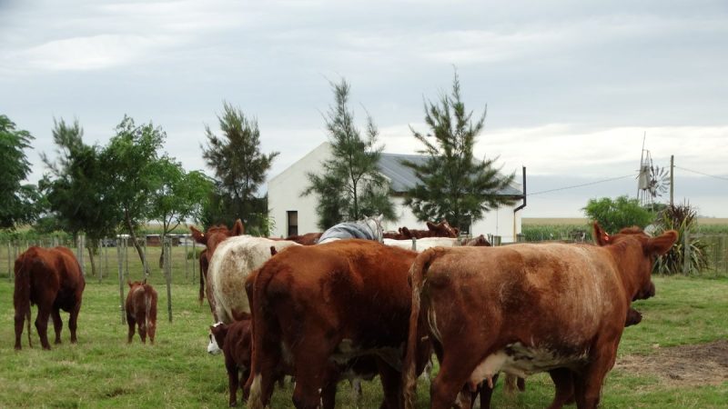 El MGAP suspendió por un año el uso del Estradiol 17β