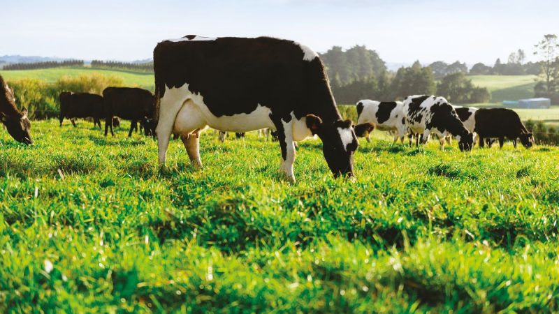 Valor medio de productos lácteos por primera vez en el año por debajo de los US$ 4.000 por tonelada