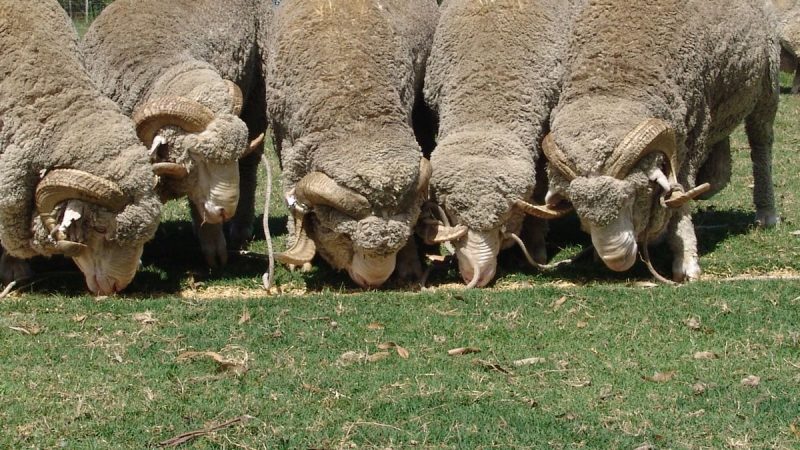 Los detalles del reconocimiento de FAO al Consorcio de Lanas Ultrafinas en Uruguay