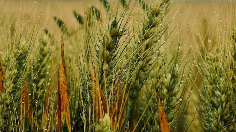 No a todos molestan: lluvias estratégicas para la cosecha de invierno y la siembra de verano