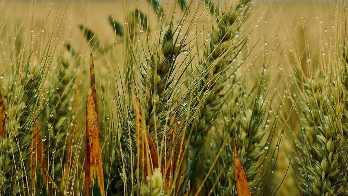 No a todos molestan: lluvias estratégicas para la cosecha de invierno y la siembra de verano