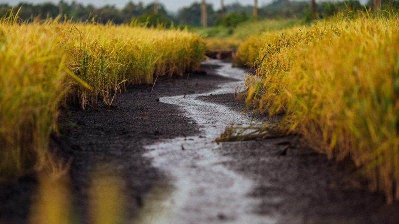 Los productores de arroz en una montaña rusa peligrosa