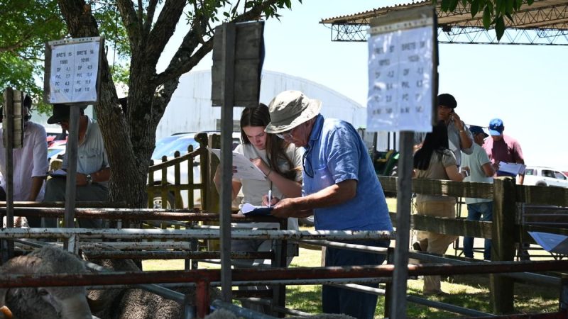El año cierra con un hito en la ovinocultura: entrega de carneros del CRILU con la lana más fina en 26 años