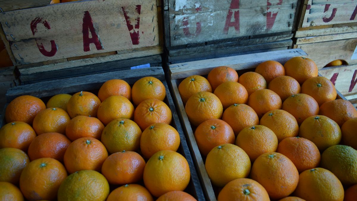 Cayó la producción de cítricos en Uruguay y solo una de las cuatro especies superó las 100 mil toneladas