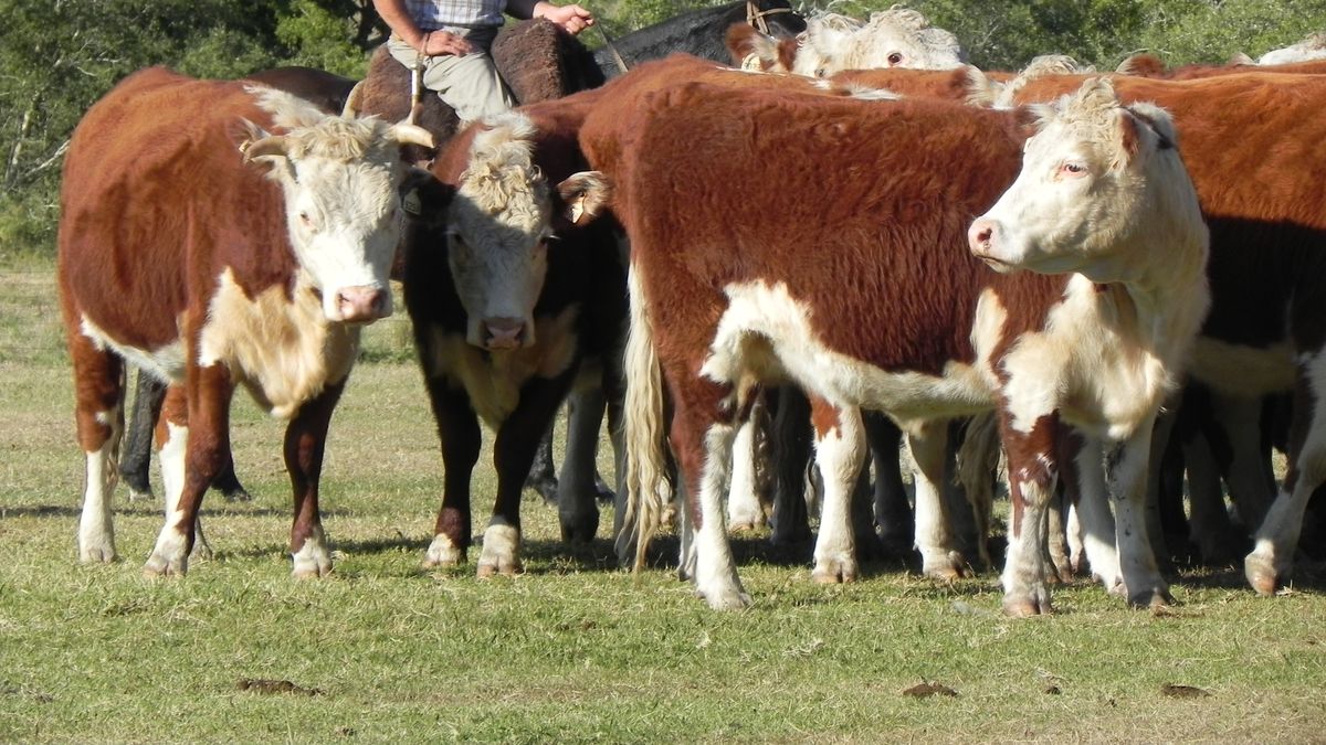 El riesgo del uso de Estradiol 17β en ganadería y la insistencia del MGAP para que los productores cumplan