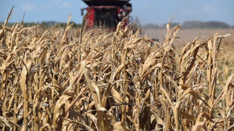 La Revolución Ganadera de Uruguay: El Maíz y Cuatro Tendencias Transformadoras