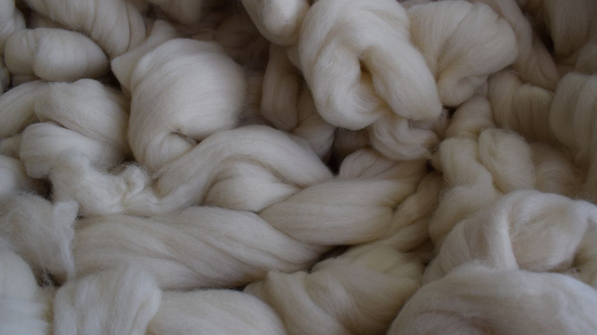 Perspectivas Alentadoras para la Lana en el Inicio de 2026: Productores confían en un alza de precios y una segunda mitad de zafra robusta