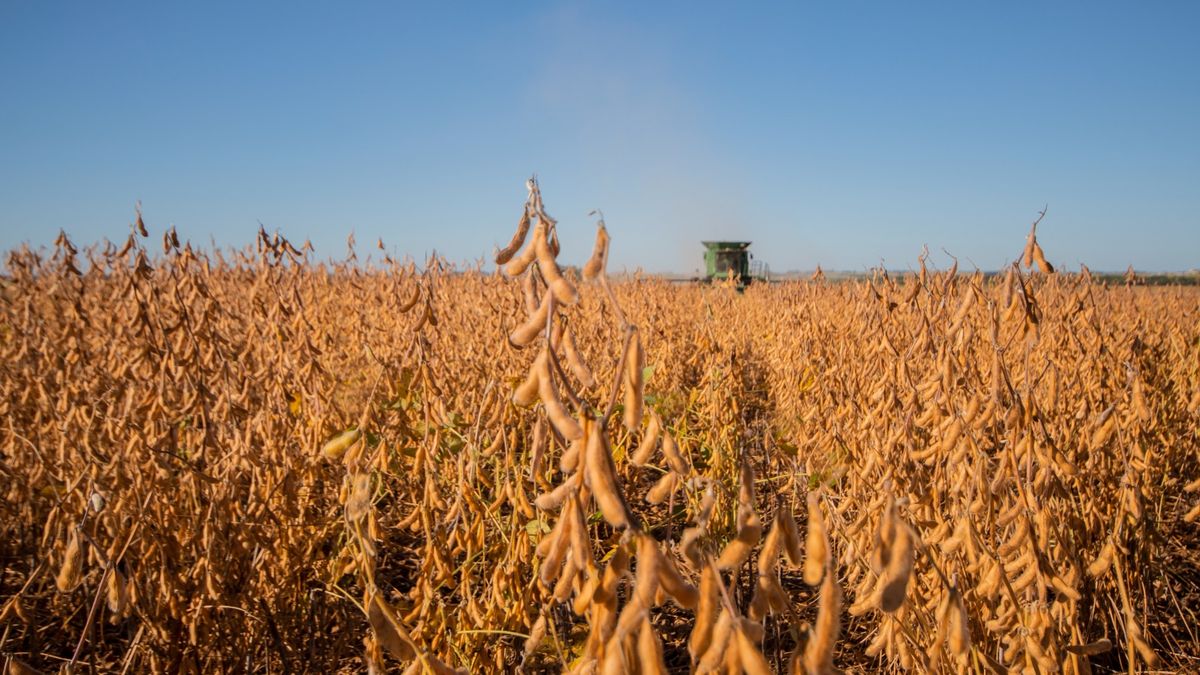 Repunte en el mercado de granos: Soja y colza inician 2026 con alzas, a la espera del USDA