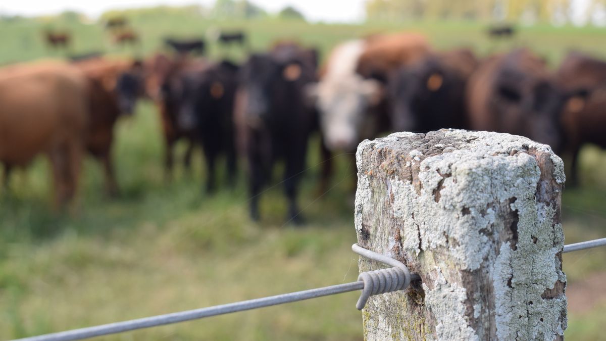 Sequía en gran parte del país obligó a modificar el plan inicial de vacunación contra la fiebre aftosa
