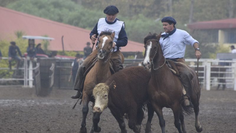 Todo listo para que en la Rural del Prado arranque el "Mundial de Caballos Criollos"