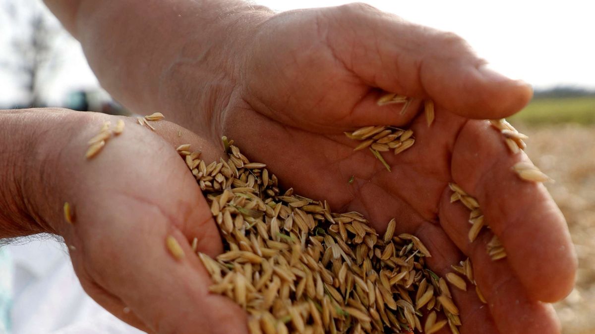 El MGAP le puso números a la campaña de arroz con buenas y malas