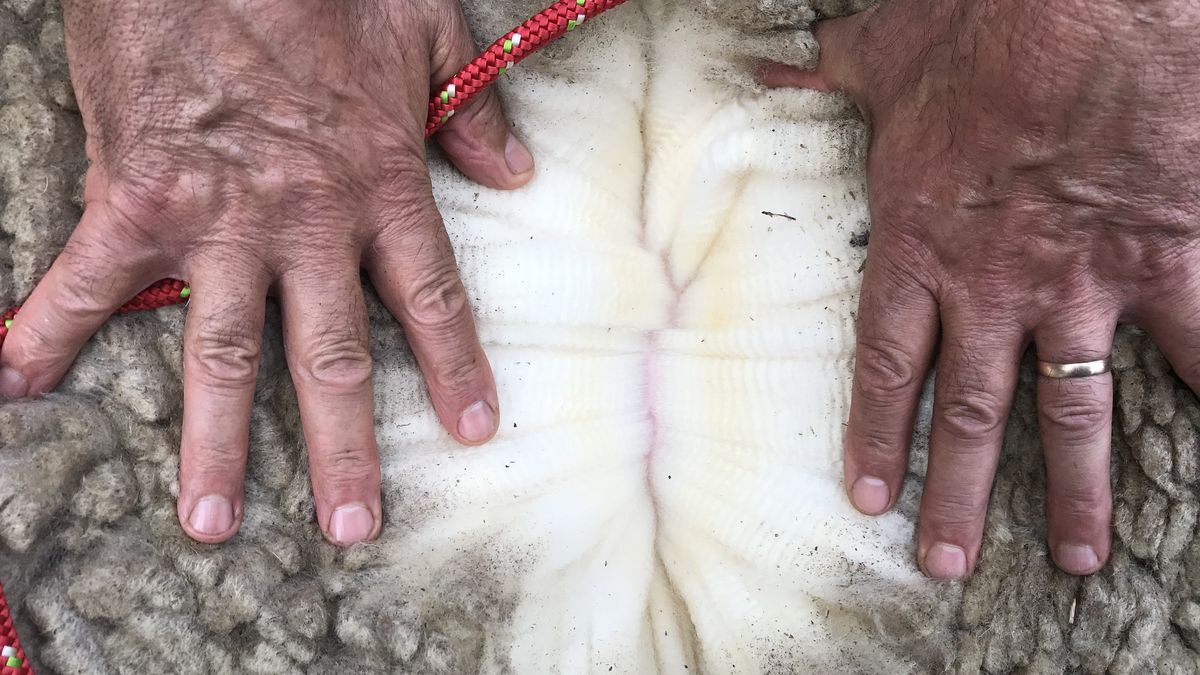 En las lanas, por lo que se manda a faena y en la carne ovina los precios siguen positivos
