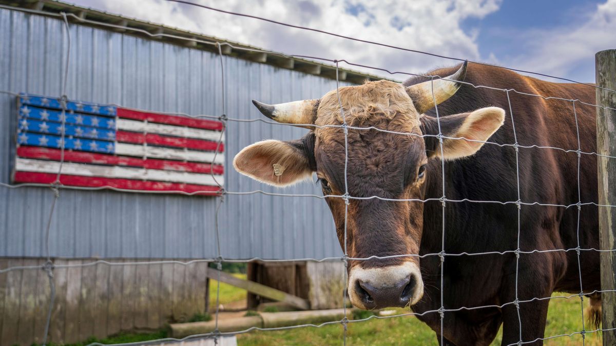 Preocupación en Estados Unidos tras confirmarse el ingreso a Texas de una plaga de gran impacto en Uruguay