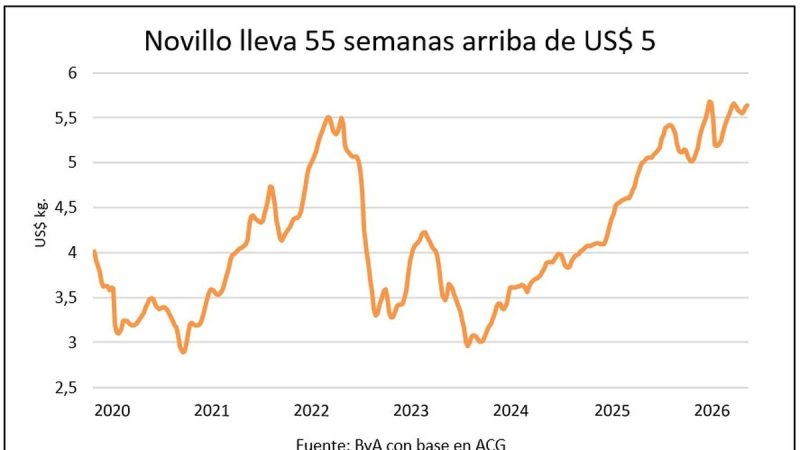 Una marca histórica para el precio de los novillos en Uruguay