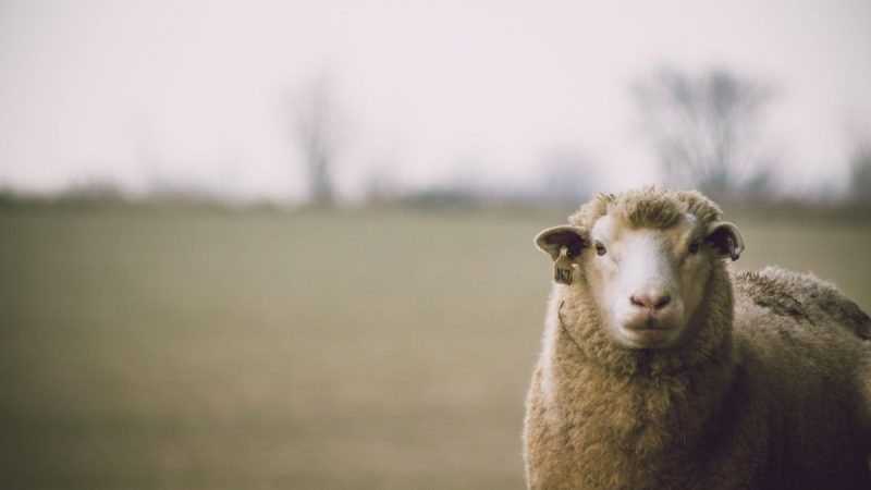 ¿Uruguay se queda sin ovejas? Para la Federación Rural "no hay más tiempo para la reflexión"