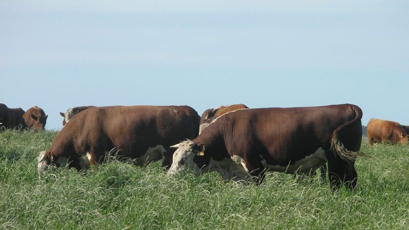 Mirá en qué consiste el proyecto del INIA y Marfrig que se puede votar en los Premio Nova