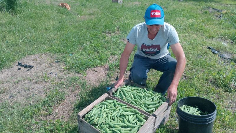 Eduardo, de los pocos productores de arvejas en Uruguay, en el camino que inició su tatarabuelo en el 1896