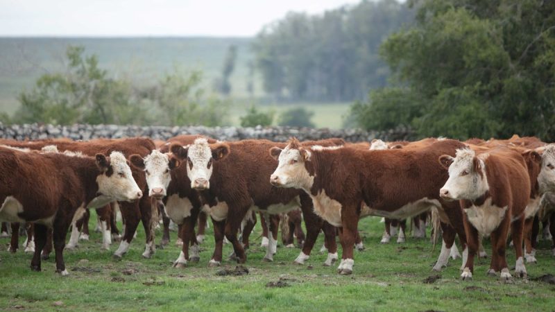 Mercado ganadero caracterizado por una fuerte presión bajista de la industria frigorífica
