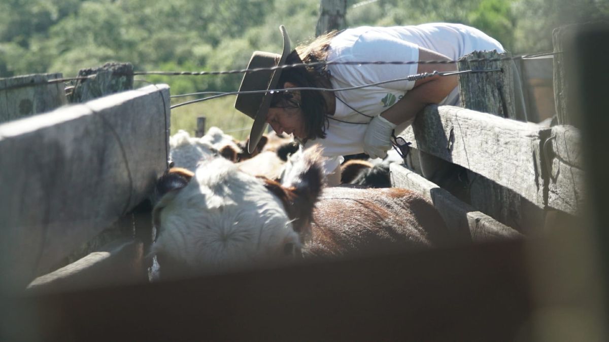Federación Rural denuncia falsa contradicción por las campañas contra la garrapata y la mosca de la bichera