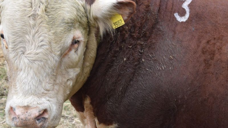 Ánimo del sector ganadero arriba de las nubes por señales en Alemania y en las pistas de remates de toros
