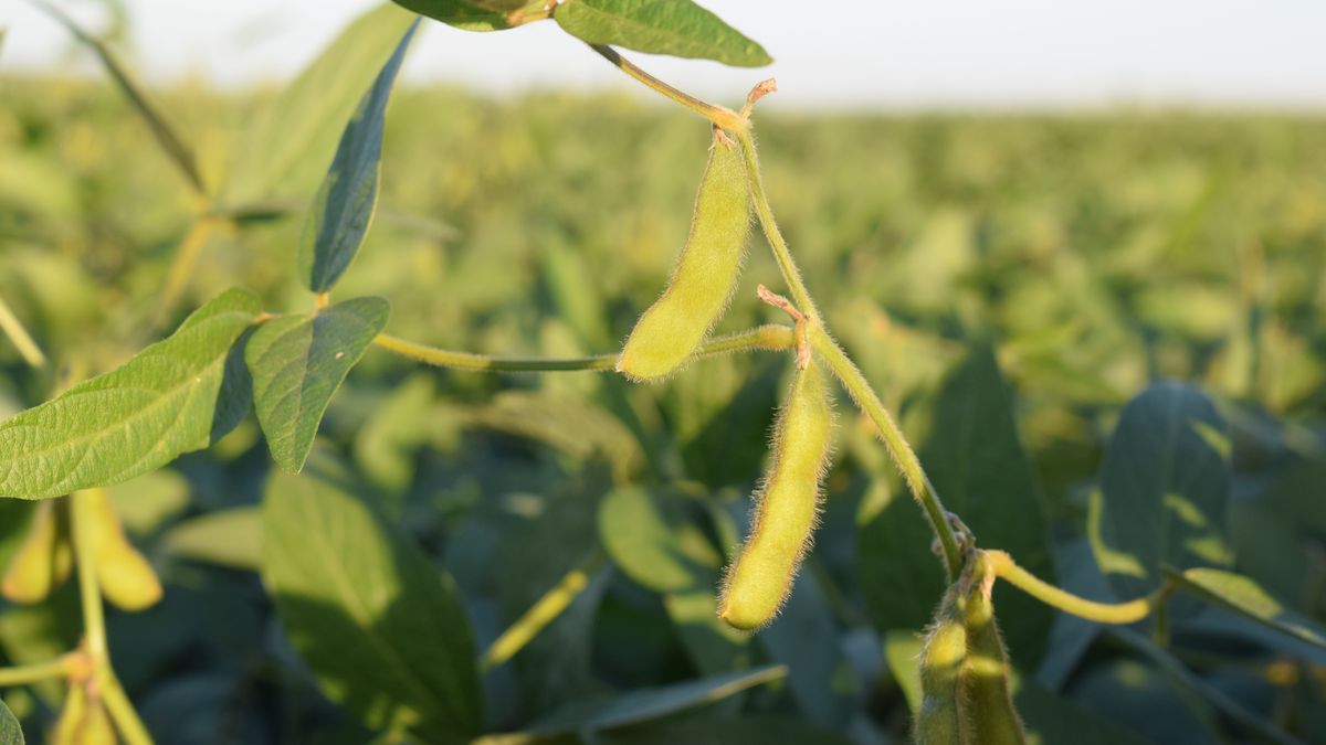 Siembra de soja activada en Uruguay y hay nuevas variedades de Stine promovidas por ADP-Agronegocios del Plata
