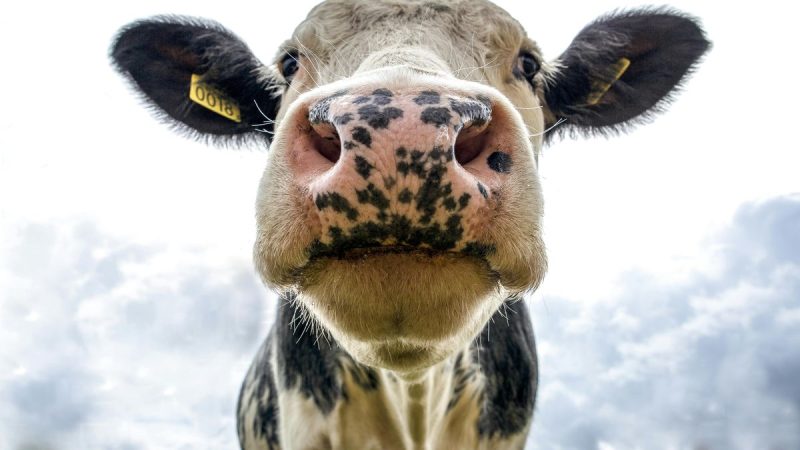 La lechería va por un récord de producción sumándose al gran momento de la agropecuaria en Uruguay