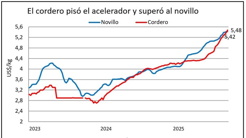 El novillo encontró su techo y el cordero sigue imparable