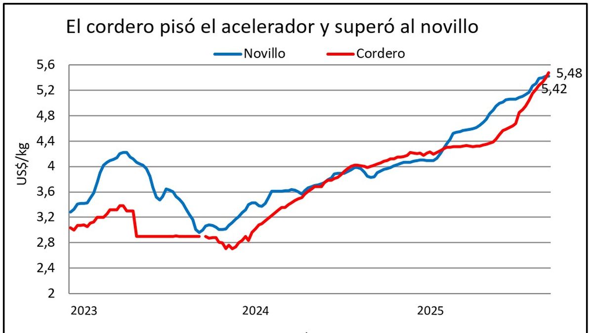 El novillo encontró su techo y el cordero sigue imparable