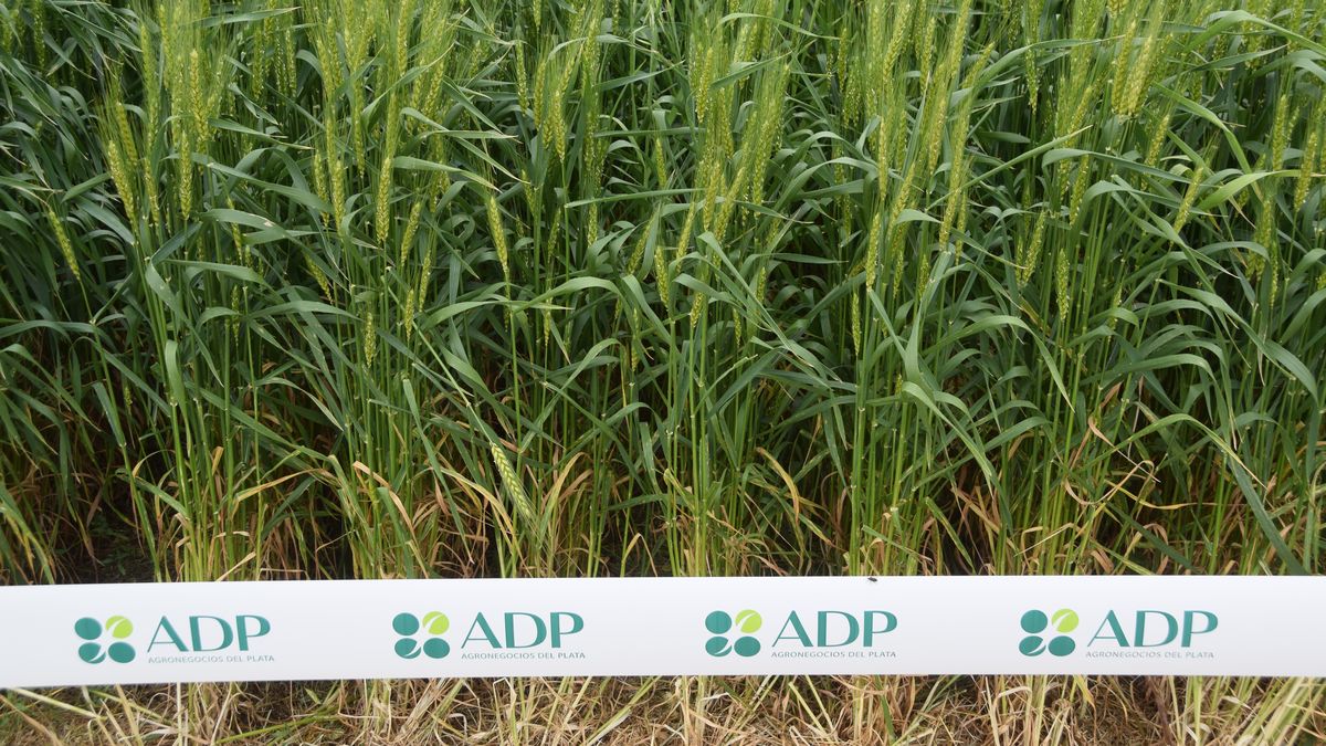 ADP-Agronegocios del Plata presentó novedades en genética durante la inauguración de la cosecha de trigo