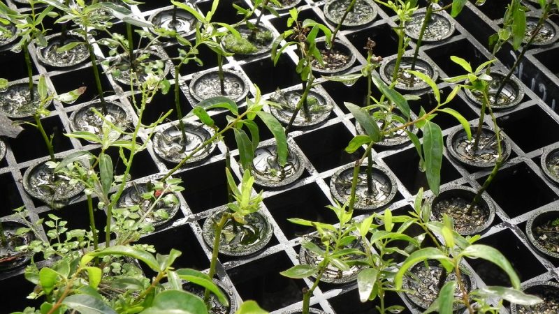 La gran necesidad del sector forestal para crecer "a otro ritmo" y despegarse de la ganadería