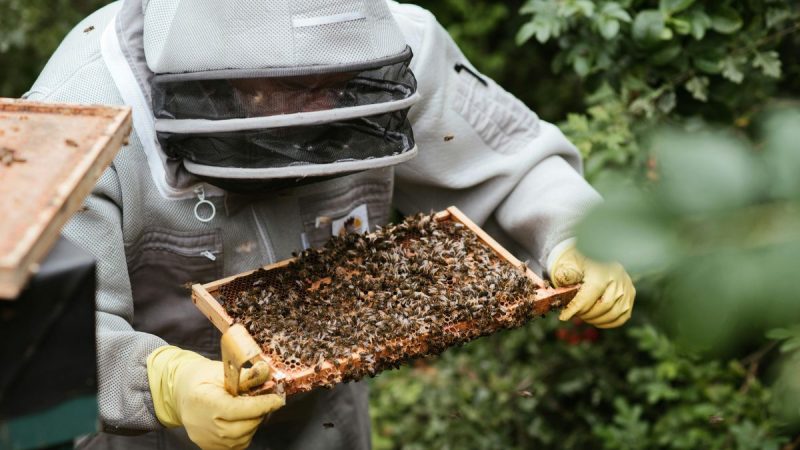 Cuestionamientos de los agrónomos a denuncias de apicultores sobre mortandad de abejas en miles de colmenas