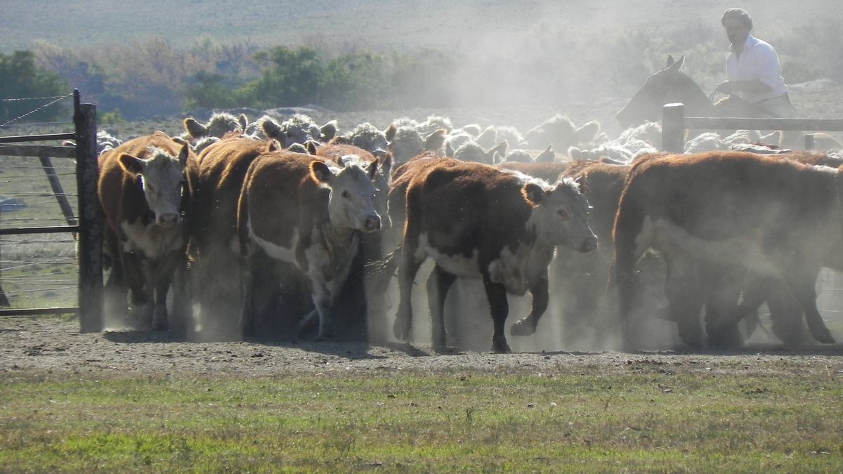 El MGAP presentó los detalles de la prórroga de vencimientos de pagos de productores al BPS