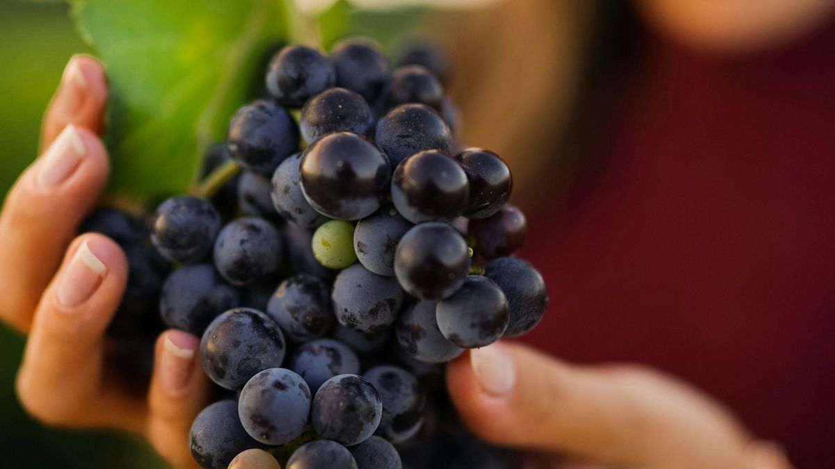 Precios de referencia en frutas y verduras de una nueva Lista Inteligente del Observatorio Granjero