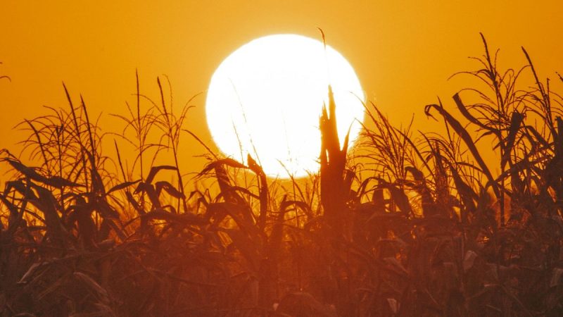 Agricultura "al límite" en todo el mundo por recrudecimiento de episodios de calor extremo