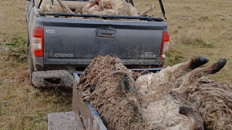 La Federación Rural exige acción tras la muerte de un productor ovino por ataques de perros: «¿Qué más tiene que pasar?»
