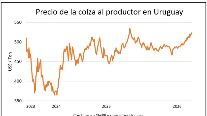 La colza se despega aún más en el mercado de granos justo cuando se activa la siembra en campos uruguayos