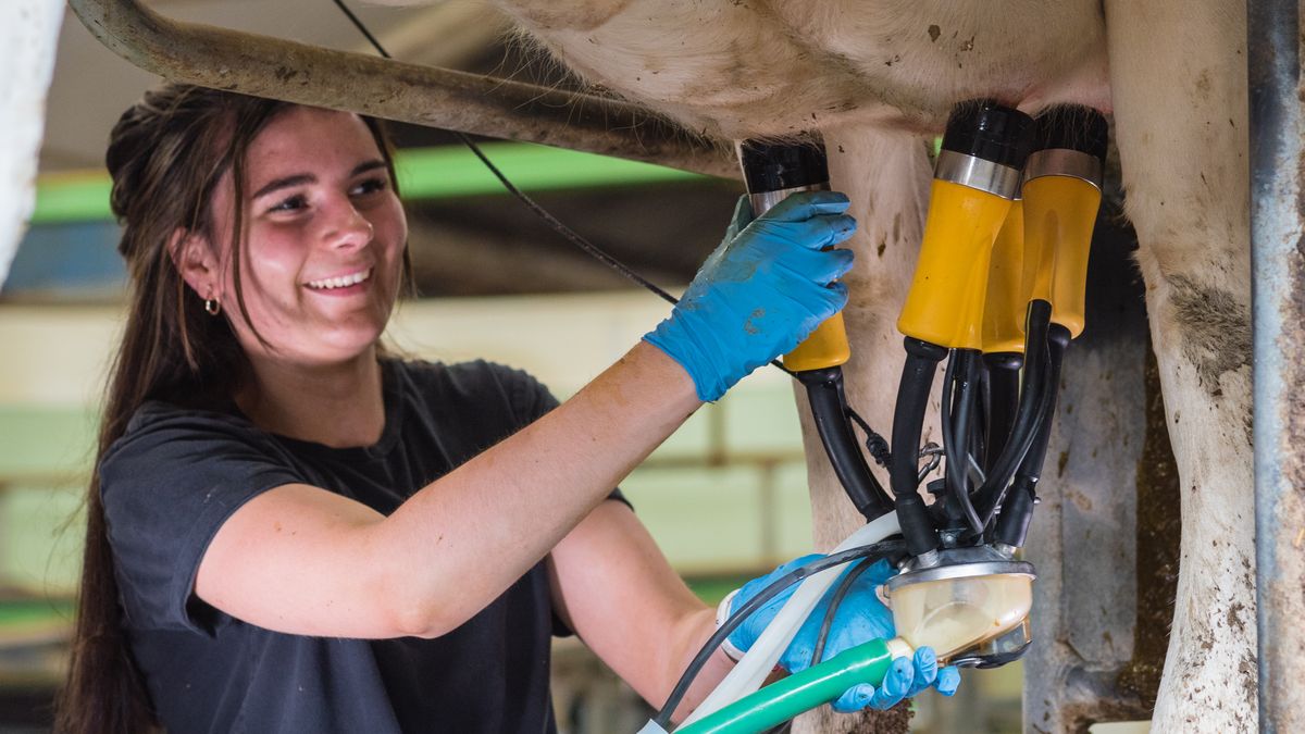 Promueven un sistema que mejora la eficiencia del ordeñe, la salud de las ubres y la calidad de la leche