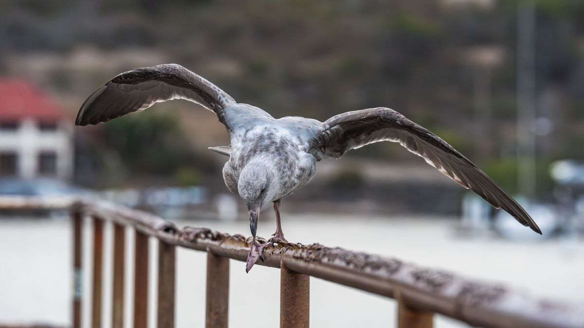 Australia detecta el primer caso de gripe aviar H5 en su territorio continental