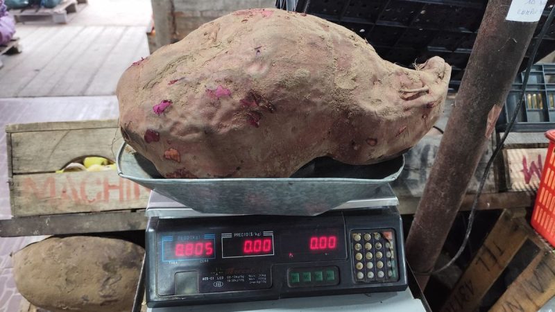 La historia de los boniatos gigantes de Tacuarembó, por qué no se venden y qué destino pueden tener