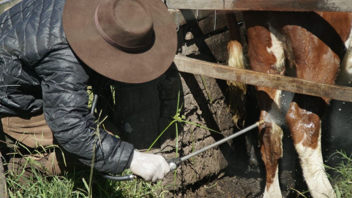 Primer trabajo de la serie educativa sobre garrapata bovina explica qué es una generación de este parásito