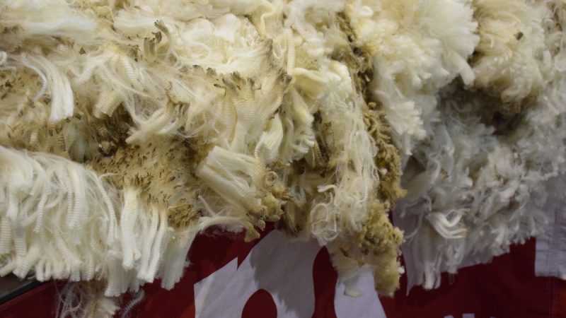 Demanda activa en el mercado de lanas y también por ovinos para faena